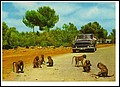Safari-Park-Sa-Coma-60er.jpg